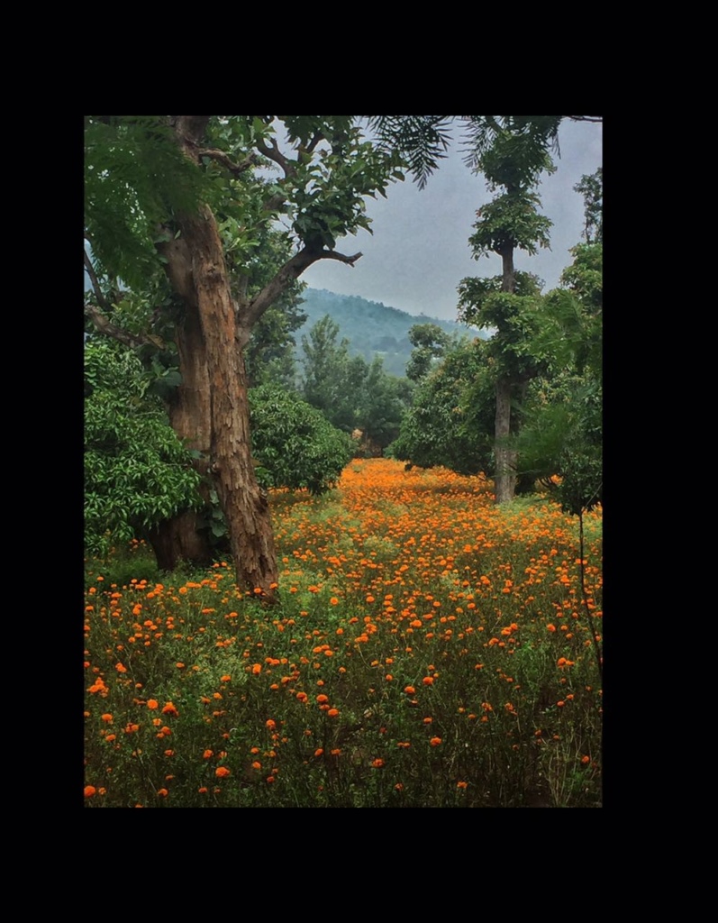 Marigold fields